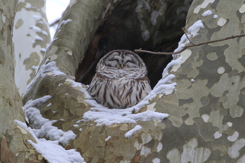 Barred Owl photographed in Ohio