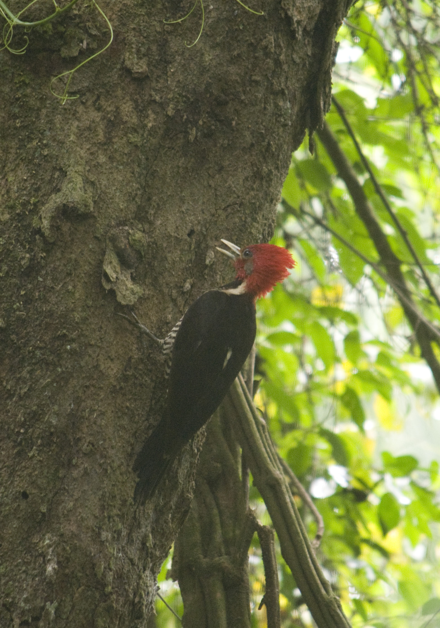 Helmeted Woodpecker (Celeus galeatus), photo 4