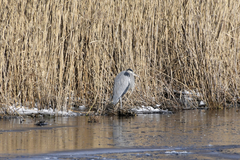 Ardea herodias