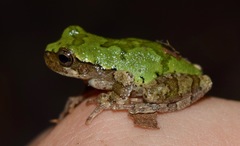 Hyla avivoca