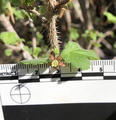 Ribes divaricatum pubiflorum