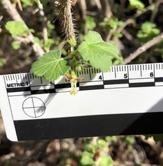 Ribes divaricatum pubiflorum