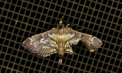 Salbia cassidalis