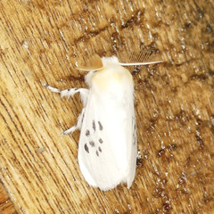 Thagona nigrisparsa