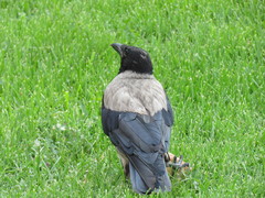 Corvus cornix