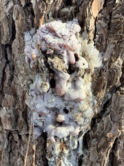 Dendroctonus