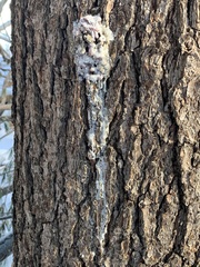 Dendroctonus