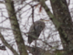 Ardea herodias fannini
