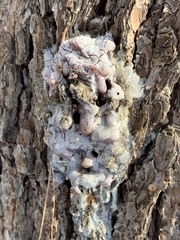 Dendroctonus
