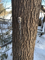 Dendroctonus