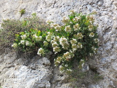 Staehelina fruticosa