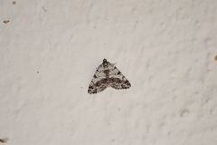 Macaria graphidaria