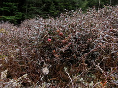 Gaultheria macrostigma