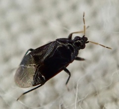 Orius niger