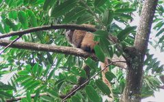 Alouatta guariba