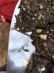 Microscolex phosphoreus