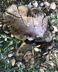 Caloboletus rubripes