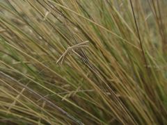 Pterophorus innotatalis