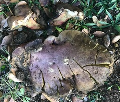 Caloboletus rubripes