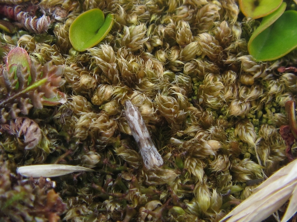 Kiwaia cheradias