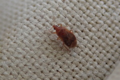 Cardiastethus fasciiventris