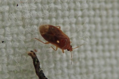 Cardiastethus fasciiventris