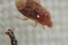 Cardiastethus fasciiventris