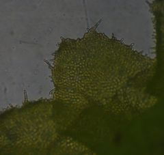 Chiloscyphus villosus