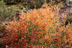 Gastrolobium calycinum