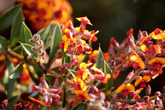 Gastrolobium calycinum