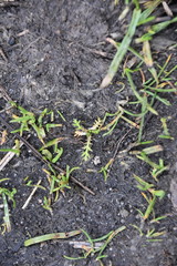 Matricaria discoidea