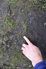 Matricaria discoidea