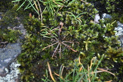 Microseris bigelovii