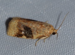 Archips nigriplagana