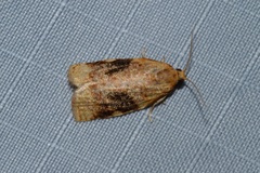 Archips nigriplagana