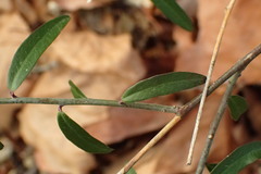 Rhinotropis cornuta fishiae
