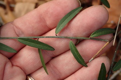 Rhinotropis cornuta fishiae