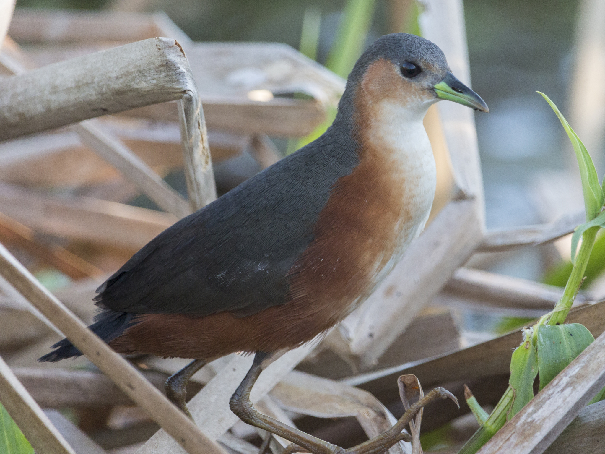 Rusty-flanked Crake illustration