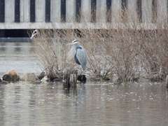 Ardea herodias
