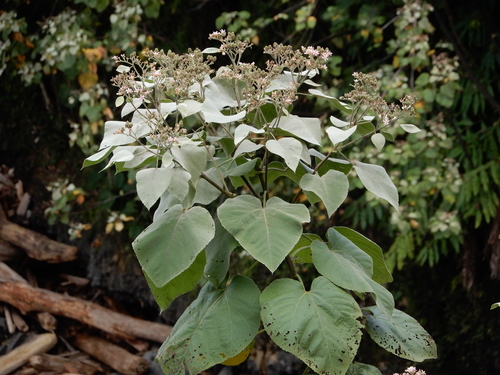 Melochia umbellata