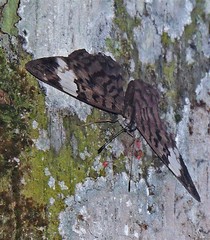 Ectima thecla thecla