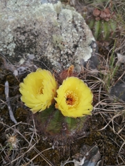 Parodia ottonis