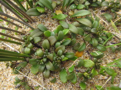 Gentianella saxosa