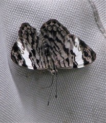 Ectima thecla thecla