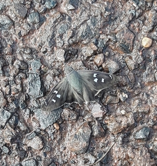 Polygonus leo pallida