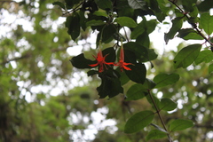 Fuchsia venusta