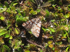 Arctesthes catapyrrha