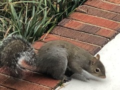 Sciurus carolinensis