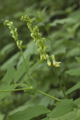 Lathyrus davidii