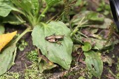 Dendropsophus molitor